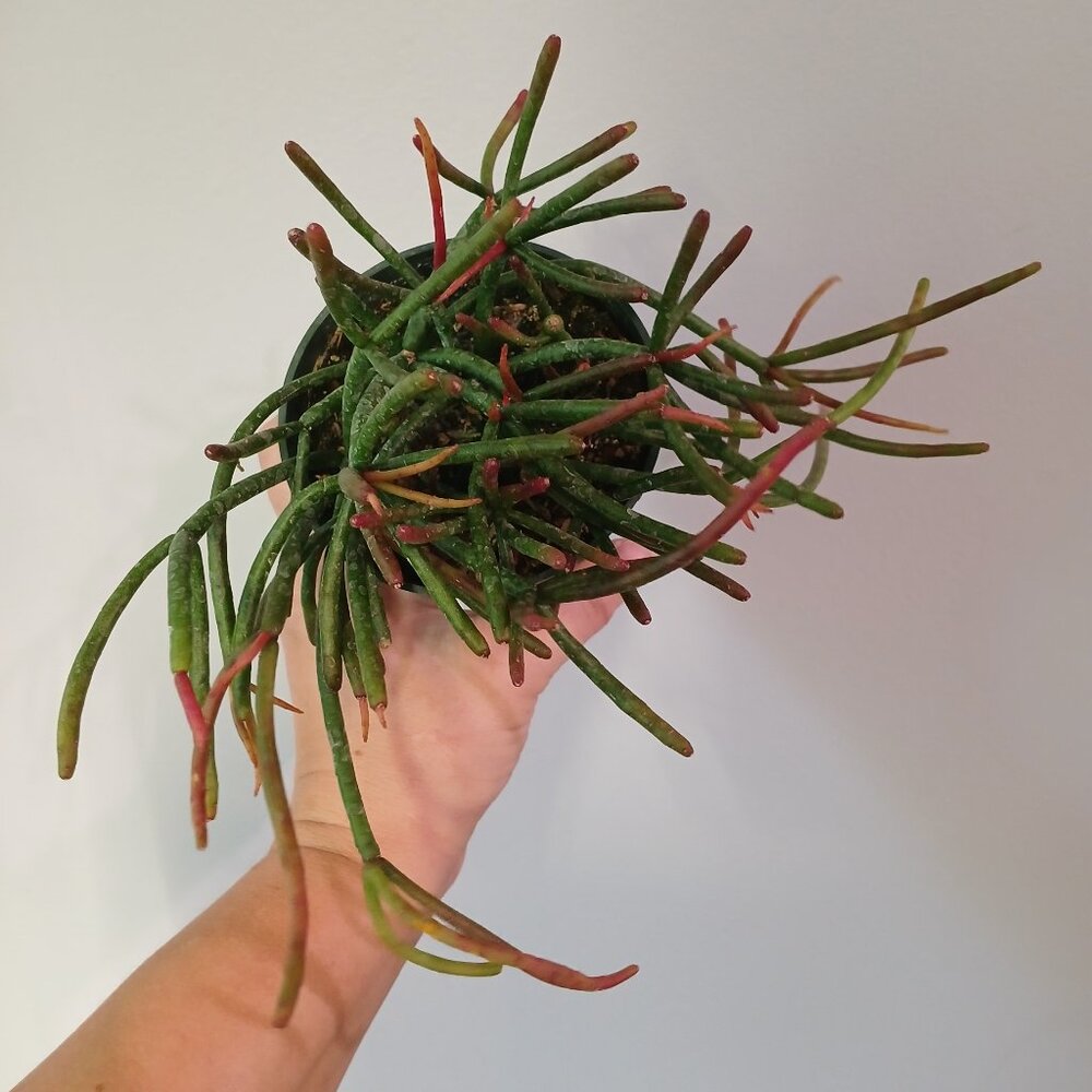 Rhipsalis Mauritiana